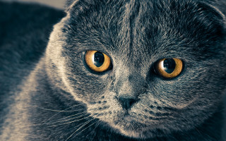 Cat yellow eyes serious macro - yellow eye free wallpaper