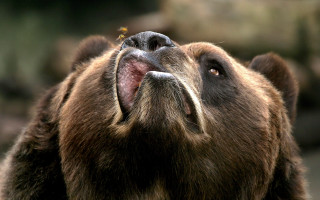 Brown bear open mouth bird - sense of awe free wallpaper