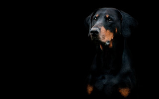 Black brown dog hyperrealism portrait - dog free wallpaper