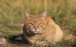 Orange cat sitting in grass - its head free wallpaper