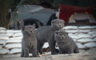 Grey kittens sand tent bokeh - grey free wallpaper