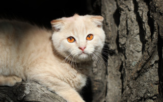 White cat orange eyes tree - orange eye free wallpaper