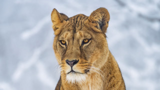 Lion snow closeup animal photography - a blurry background of snow free wallpaper