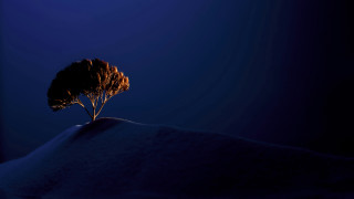 Lone tree snowy hill night - a lone tree free wallpaper