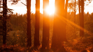 Sunshine forest autumn leaves campfire - tall tree and grass free wallpaper