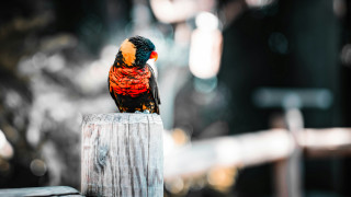 Colorful bird fauvism impresionist saturated - a colorful bird free wallpaper