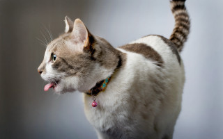 Cat tongue out open mouth - its tongue free wallpaper