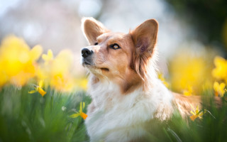 Dog flower field breathing fire - a field of flowers free wallpaper for desktop