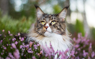 Regal cat flower field blurry - regal free wallpaper for desktop