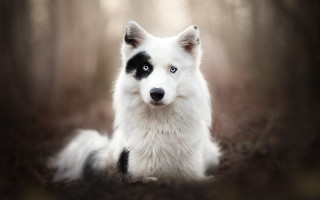 White black dog sitting woods - dog free wallpaper