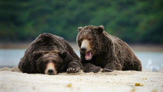 Brown bears yawning beach water - carl critchlow free wallpaper