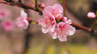 Pink flower branch cherry blossoms - a close up of a tree free wallpaper