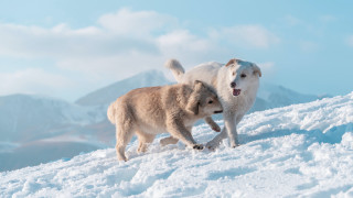 Dogs playing snow mountain top - two dog free wallpaper