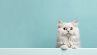 White cat blue eyes shelf - a blue wall behind free wallpaper