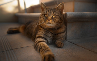 Cat staircase handrail light superflat - a light shining free wallpaper