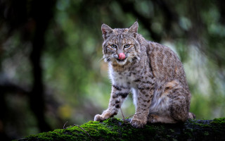 Cat tongue out mossy log 2 - in the wood free wallpaper