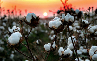 Cotton field sunset red sky - cao buxing free wallpaper