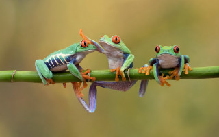 Three frogs branch portrait macro - their eye free wallpaper