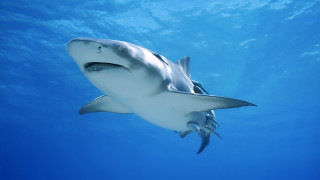 White shark ocean water blue - sharp high detail free wallpaper