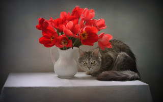 Cat vase red flowers realistic - realistic painting free wallpaper
