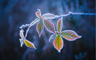 Frosted branch leaves winter blurry - frost free wallpaper