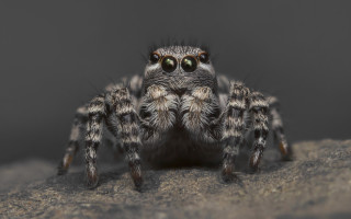 Spider rock black gray portrait - full body portrait free wallpaper