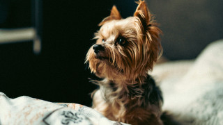 Small dog bed pillow blanket - top of a bed next free wallpaper