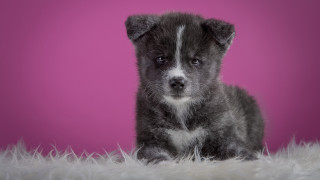 Gray white puppy sitting pink - puppy free wallpaper