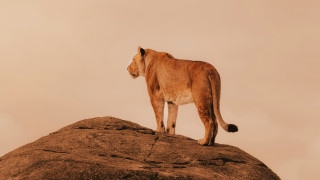 Lion rock desert sky wildlife - a lion free wallpaper for desktop