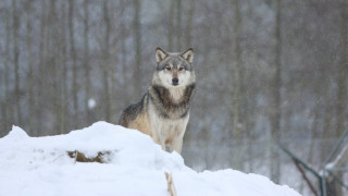 Wolf snowy hill woods astronaut - hill free wallpaper for desktop