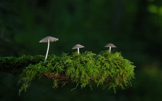 Mushrooms moss forest green nature - moss free wallpaper