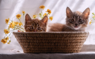 Kittens basket flowers autumn photorealistic - flower free wallpaper