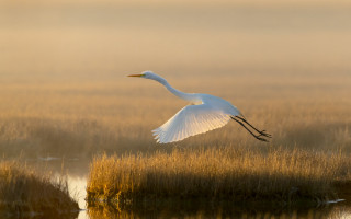 White bird marsh field reeds - a white bird free wallpaper