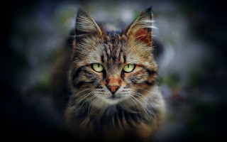 Cat green eyes portrait renaissance 3 - symmetrical eye free wallpaper