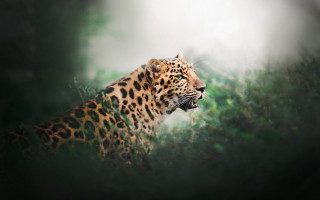 Leopard ears glass gloves outdoors - a leopard free wallpaper for desktop