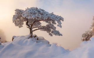 Snowy tree hill sky clouds - the cloud free wallpaper