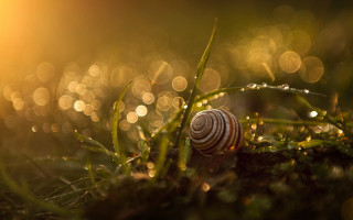 Snail grass dew bokeh macro - a snail free wallpaper
