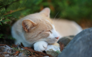 Sleeping cat rock woods blurry - its head free wallpaper