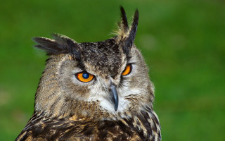 Owl orange eyes blurry grass - an owl free wallpaper