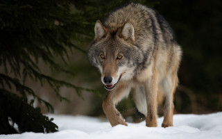 Wolf snow tree licking shiba - a wolf free wallpaper
