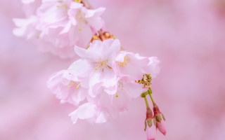 Pink flower blurry background macro 5 - asai chū free wallpaper