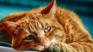 Cat blue chair paw looking - a blue chair free wallpaper