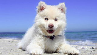 White dog beach ocean sky - sandy free wallpaper