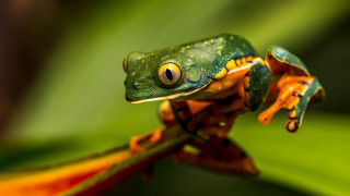 Green frog yellow legs leaf - a green background and a blurry background free wallpaper