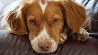 Shibainu leather couch dog resting - his head free wallpaper