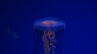 Jellyfish blue water yellow light - a jellyfish free wallpaper