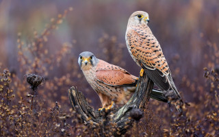 Birds of prey autumn wildlife - tall grass free wallpaper for desktop