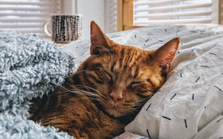 Cat sleeping bed blanket coffee - blind free wallpaper