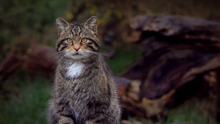 Cat log grass sad animal - in the grass free wallpaper