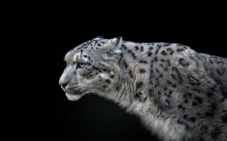 Snow leopard black background ambient - a snow leopard free wallpaper